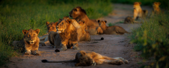 Tanda Tula Safari Camp: Löwen auf der Piste
