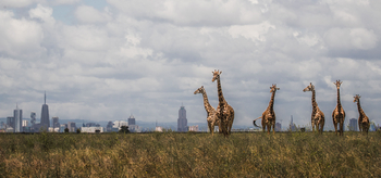 The Emakoko: Giraffenskyline