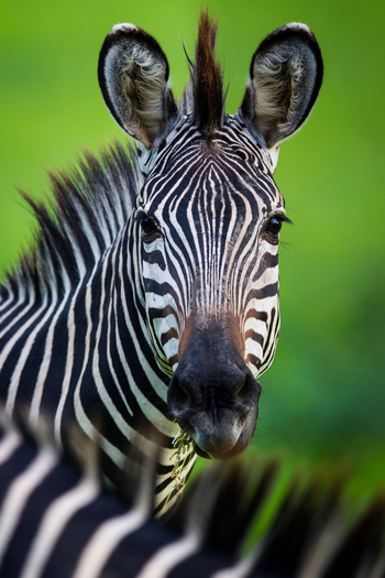 Time + Tide South Luangwa Time + Tide South Luangwa: Zebra