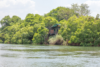 Tintswalo at Siankaba: Dichte Ufervegetation