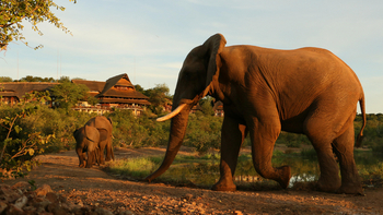 Victoria Falls Safari Lodge Victoria Falls Safari Lodge: Elefant vor der Lodge