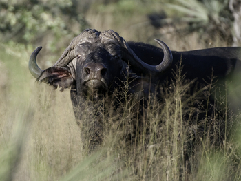 Abu Camp Abu Camp: Büffel