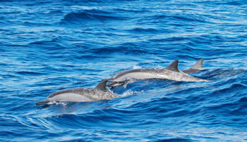 Alphonse Island Lodge: Delfine