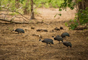 Amanzi Camp: Crested Guinea Fowl