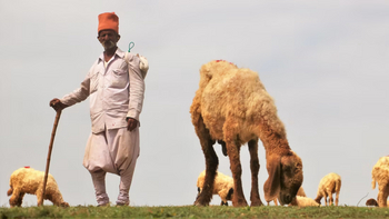 Aramness Aramness: Hirte mit Schafen