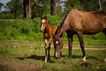 Chundukwa River Lodge: Fohlen