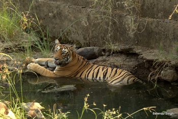 Dev Vilas: Badender Tiger