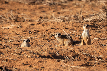 Gmundner Lodge: Erdmännchen