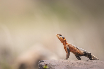 Governors' Mugie: Felsagame