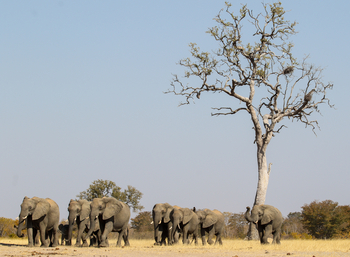 Imvelo Safaris Imvelo Safaris: Elefanten vor Baum