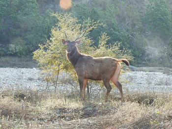 Jim's Jungle Retreat: Sambar-Hirsch