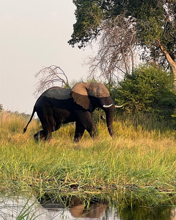 Kala Treehouse: Elefant