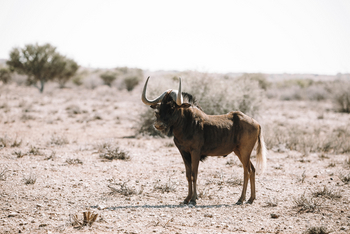 Kalahari Red Dunes Lodge: Streifengnu