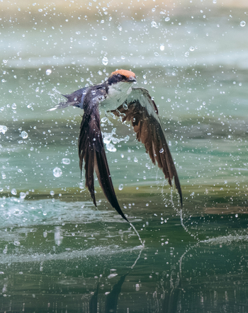 Katambuga House: Rötelschwalbe