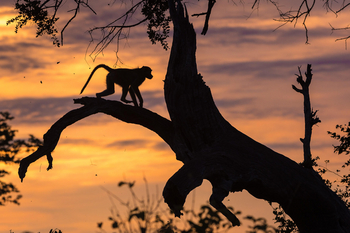 King's Pool Camp King's Pool Camp: Paviansilhouette