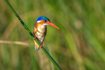 Kuthengo Camp: Malachiteisvogel
