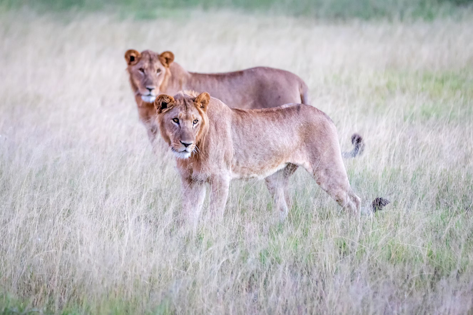 Kwapa Camp Kwapa Camp: Junge Löwen