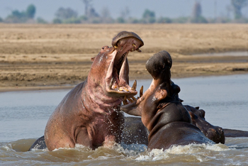 Lion Camp Lion Camp: Kämpfende Flusspferde