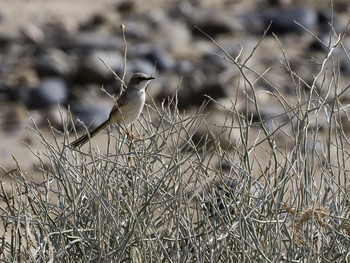 Little Kulala: Dünenlerche