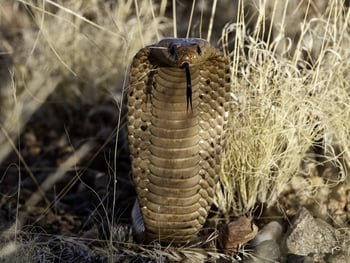 Little Kulala: Kobra