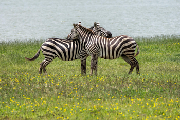 Loldia House: Lake Elementeita