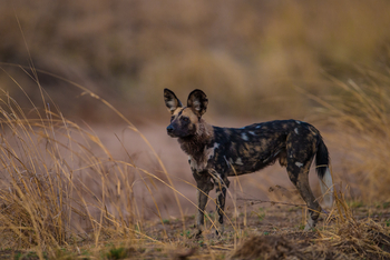 Luambe Camp: Wildhund