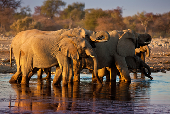 Mokuti Etosha Lodge: Elefanten im Wasserloch