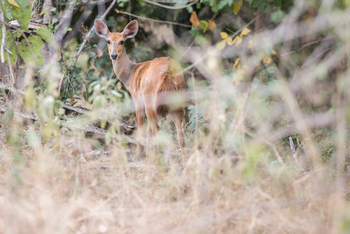 Mvuu Lodge: Bush Buck