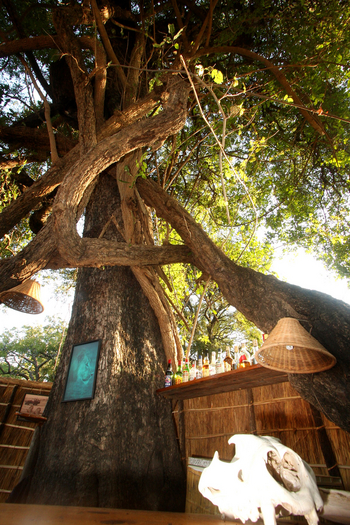 Mwamba Bush Camp: Würgefeige und Ebenholzbaum