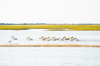 Nata Lodge Nata Lodge: Fischende Pelikane