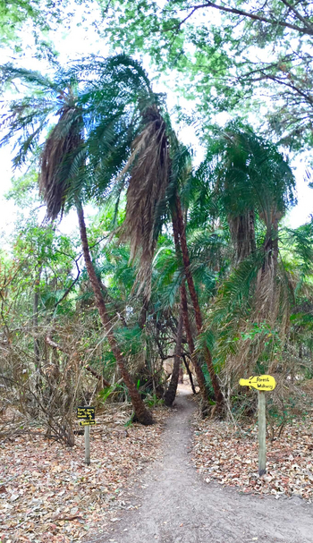 Ngepi Camp: Weg im Gelände