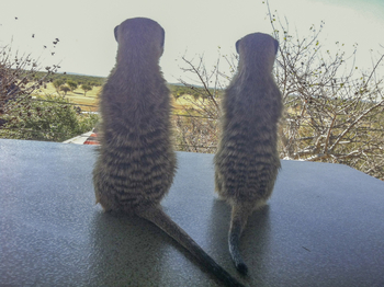 Okutala Lodge: Erdmännchen