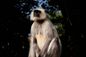 Pench Jungle Camp: Weiblicher Langur