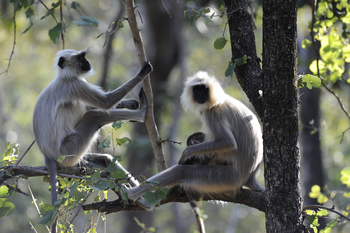 Pench National Park: Graulanguren