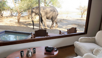 Potato Bush Camp: Safarizelt