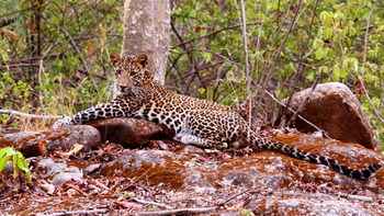 Reni Pani Jungle Lodge: Leopard auf Felsen