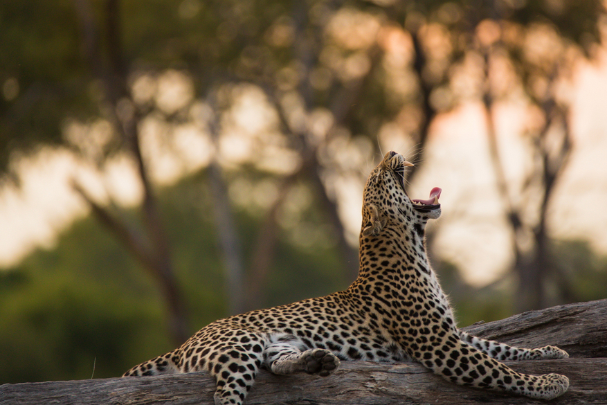 Sango Safari Camp