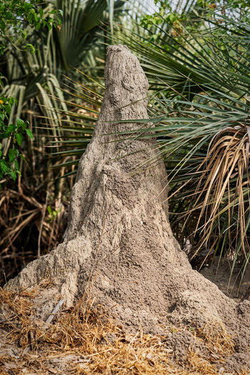 Semowi Nature Camp: Termitenbau