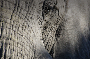 Setari Camp: Elefantenauge