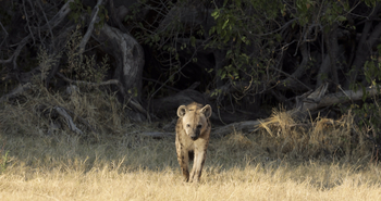 Shinde Footsteps Shinde Footsteps: Hyäne