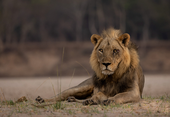 Sungani Lodge Sungani Lodge: Löwe