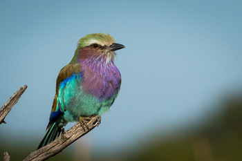 The Hide: Gabelracke