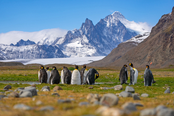 Antarktis: Elf Königspinguine am Wasserrand