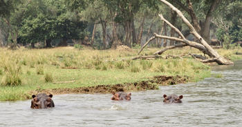 Baines River Camp: Hippos