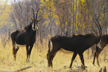 Camelthorn Lodge Camelthorn Lodge: Rappenantilopen in der Nähe von Mfagazaan