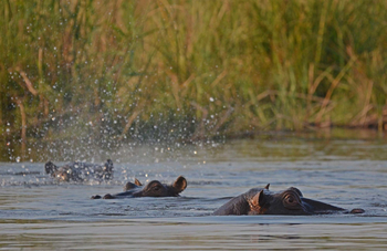 Camp Linyanti Camp Linyanti: Nilpferde