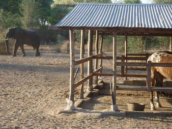 Chundukwa River Lodge: Elefant am Stall