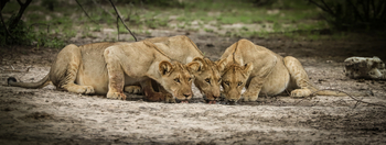 Dinaka Lodge: Trinkende Löwen