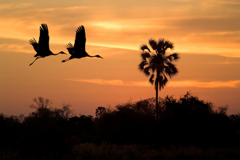 Duma Tau Camp: Fliegende Kraniche