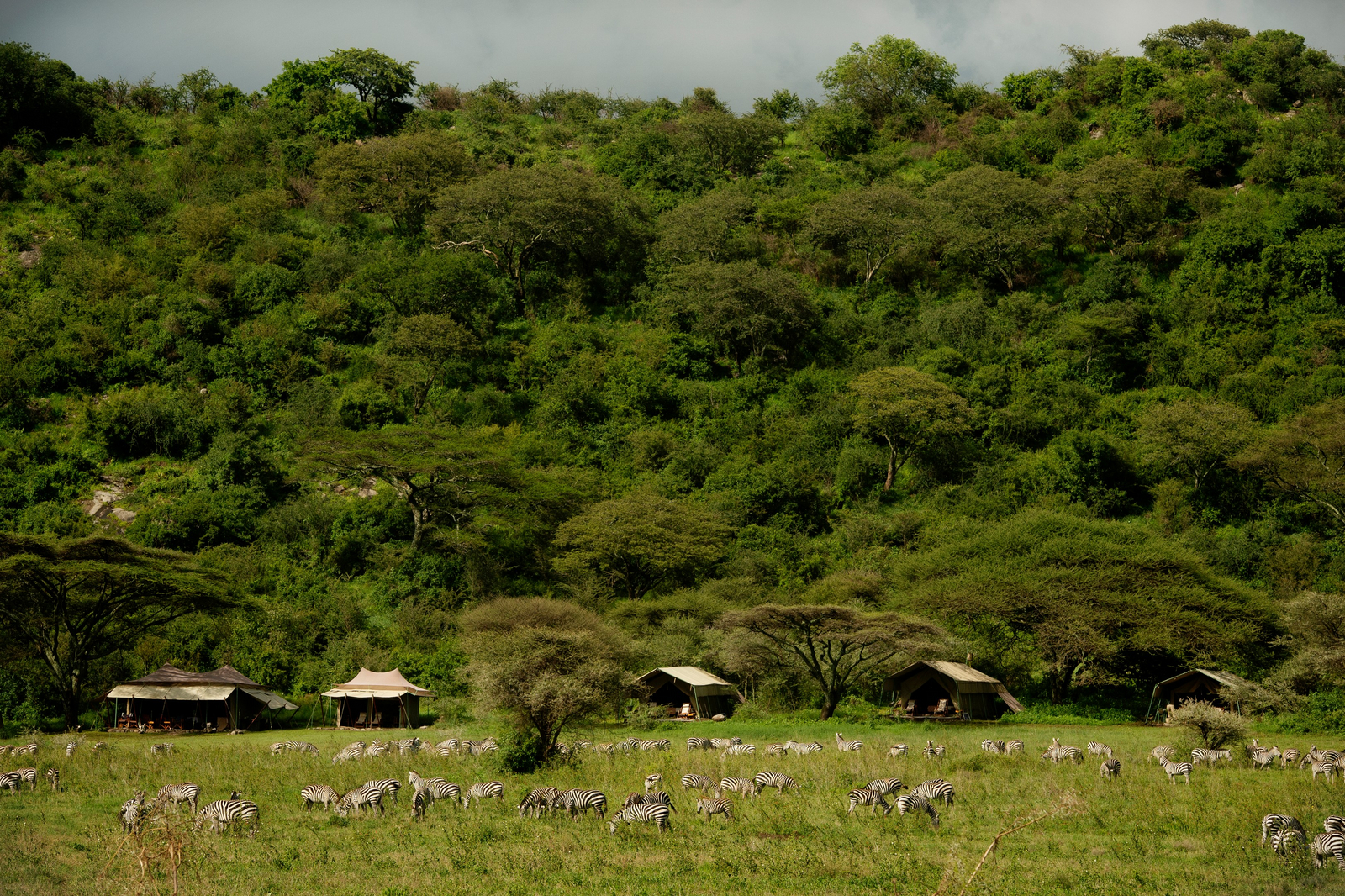 Esirai Camp Esirai Camp: Zebraherde vor dem Südcamp